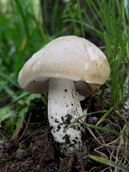 čírovnica májová Calocybe gambosa (Fr.) Donk