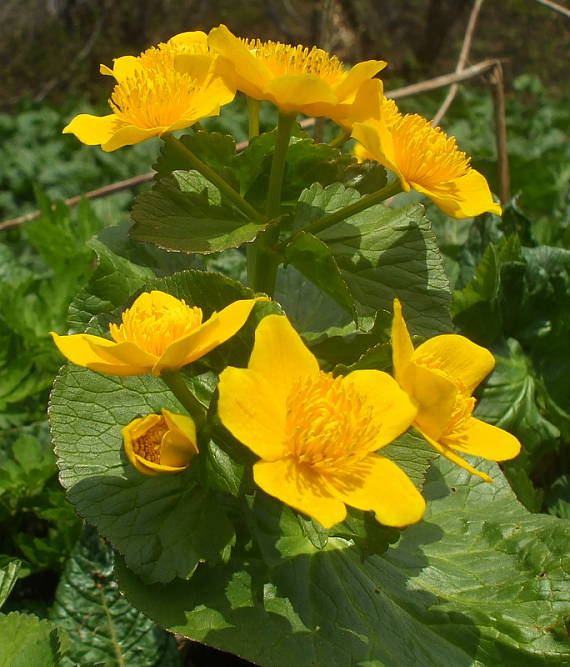 záružlie močiarne horské Caltha palustris subsp. laeta (Schott, Nyman et Kotschy) Hegi