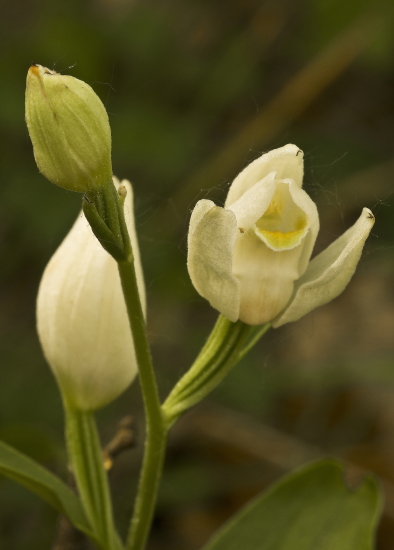 prilbovka biela Cephalanthera damasonium (Mill.) Druce