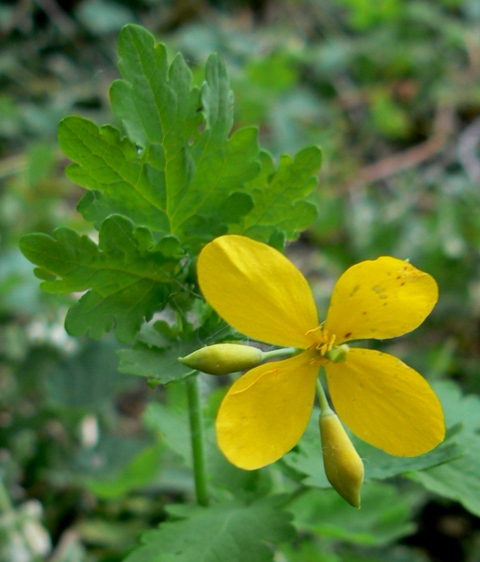 lastovičník väčší Chelidonium majus L.