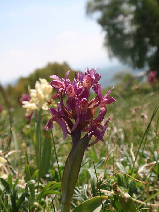 vstavačovec bazový Dactylorhiza sambucina (L.) Soó