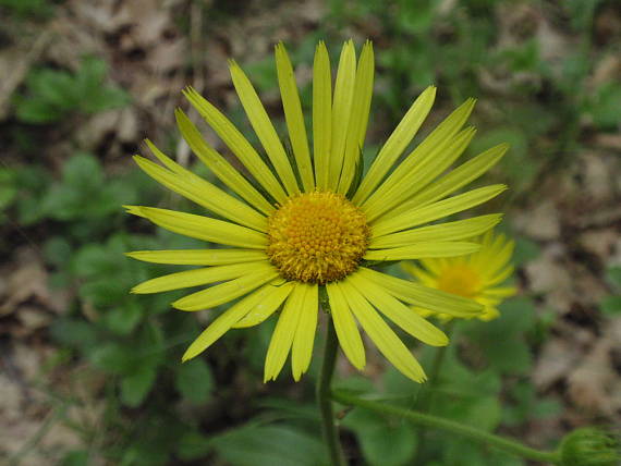 kamzičník podlhovastolistý Doronicum hungaricum Rchb. f.