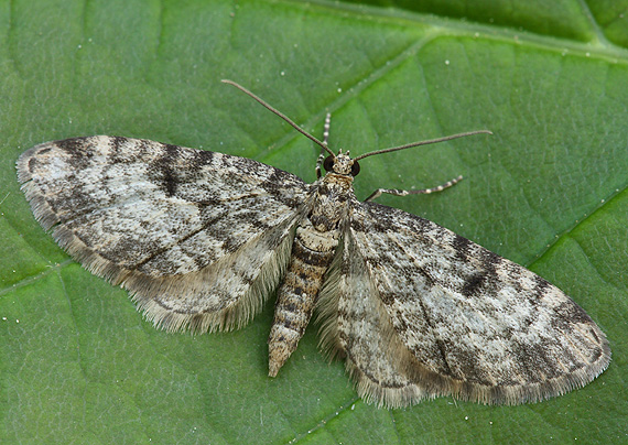 kvetnatka borovicová Eupithecia tantillaria