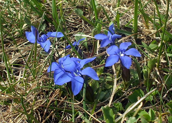 horec jarný Gentiana verna L.