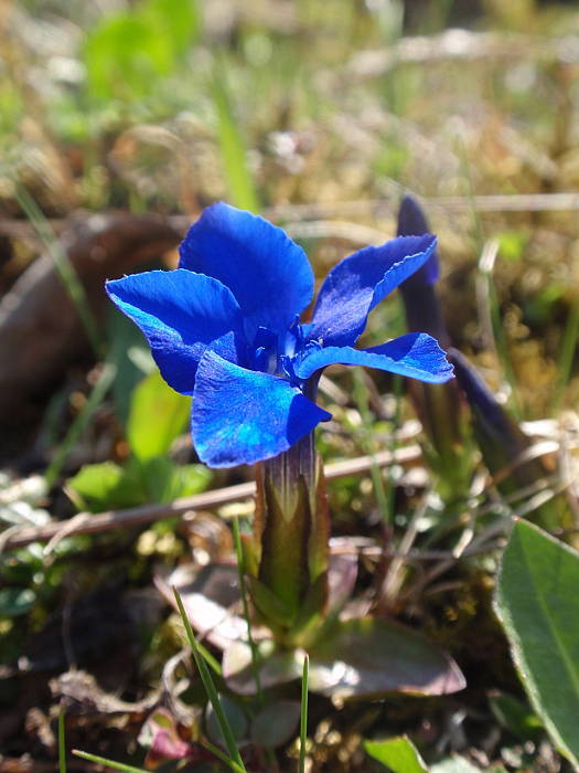 horec jarný Gentiana verna L.