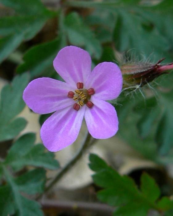 pakost smradľavý Geranium robertianum L.