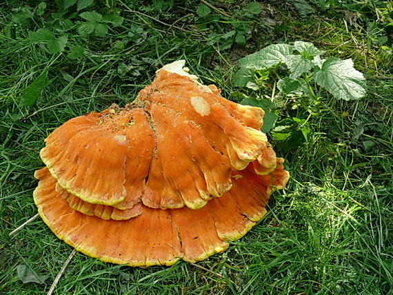 sírovec obyčajný Laetiporus sulphureus (Bull.) Murrill