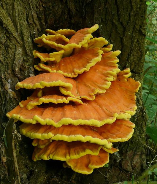 sírovec obyčajný Laetiporus sulphureus (Bull.) Murrill