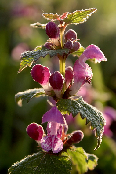 hluchavka škvrnitá - hluchavka skvrnitá  Lamium maculatum L.