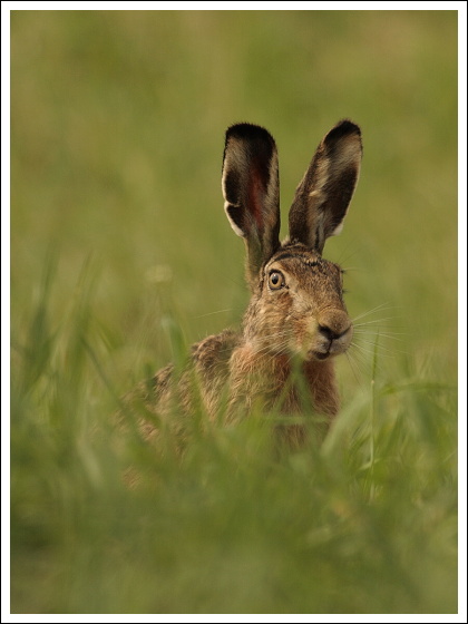 zajac poľný. Lepus europaeus