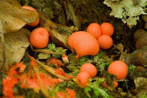 vlčinka červená Lycogala epidendrum (J.C. Buxb. ex L.) Fr.