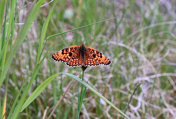 hnedáčik nevädzový Melitaea phoebe