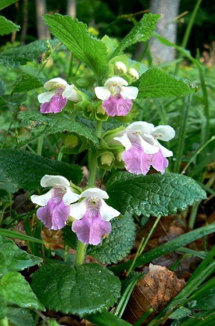 medúnka medovkolistá Melittis melissophyllum L.