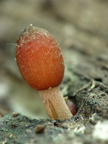 prilbička žltohlúbiková Mycena renati Quél.