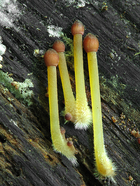 prilbička žltohlúbiková Mycena renati Quél.