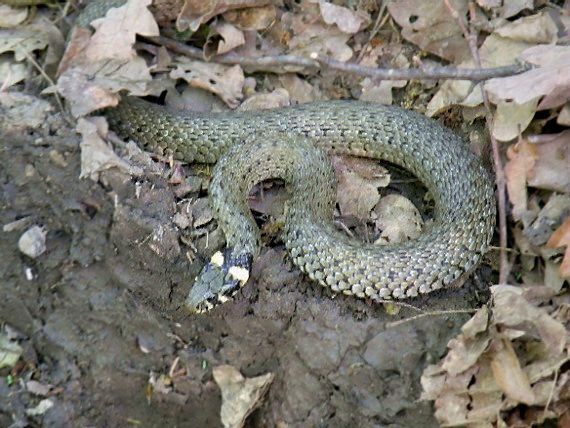 užovka obojková Natrix natrix