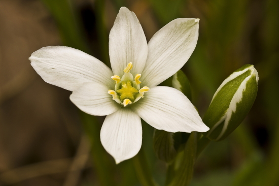 bledavka okolíkatá Ornithogalum umbellatum L