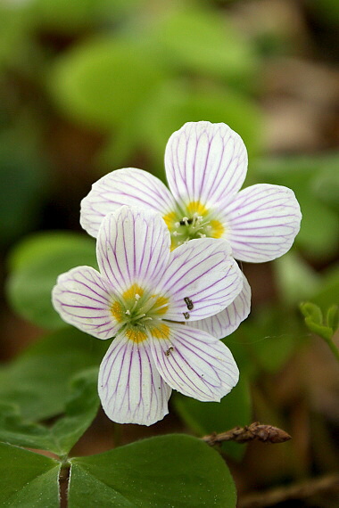 kyslička obyčajná - šťavel kyselý Oxalis acetosella L.