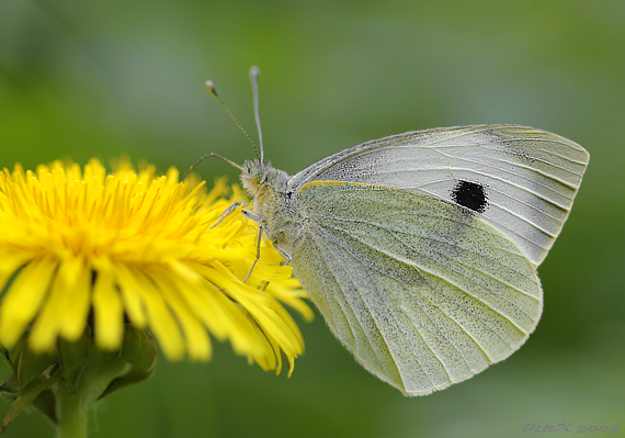 mlynárik kapustový  Pieris brassicae