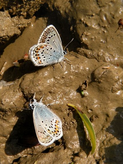 modráčik čiernoobrúbený Plebejus argus