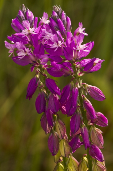 horčinka chocholatá  Polygala comosa Schkuhr