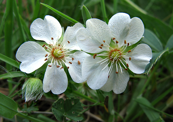 nátržník biely Potentilla alba L.