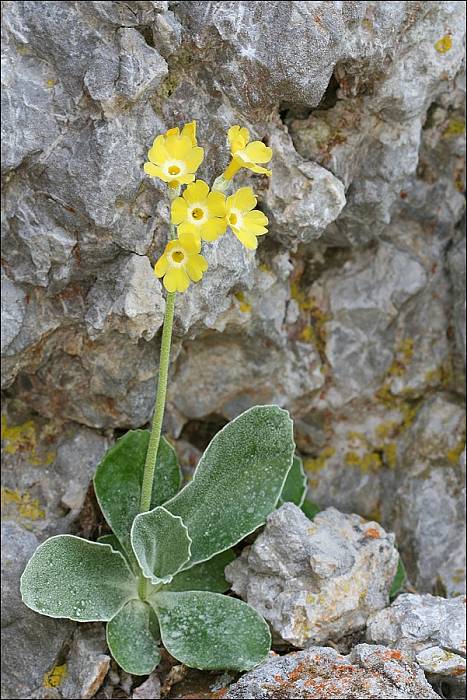 prvosienka holá Primula auricula L.