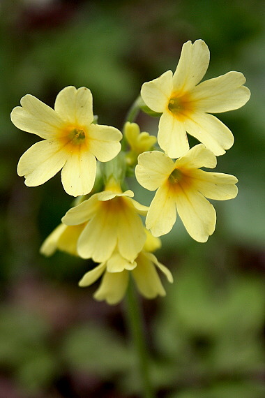 prvosienka vyššia - prvosenka vyšší Primula elatior (L.) L.