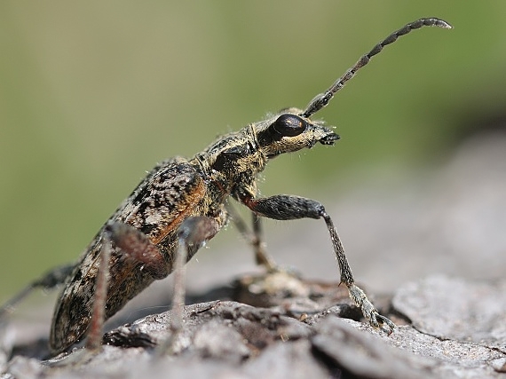 fuzáč kôrový Rhagium inquisitor