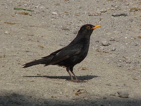 drozd čierny Turdus merula