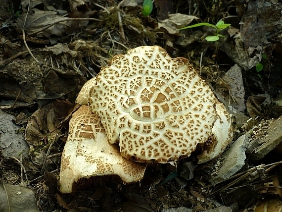 poľnička tvrdá ? Agrocybe molesta ?