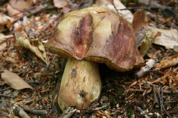 hríb sosnový Boletus pinophilus Pil. et Dermek in Pil.