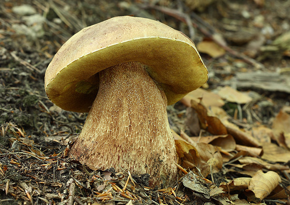 hríb sosnový Boletus pinophilus Pil. et Dermek in Pil.