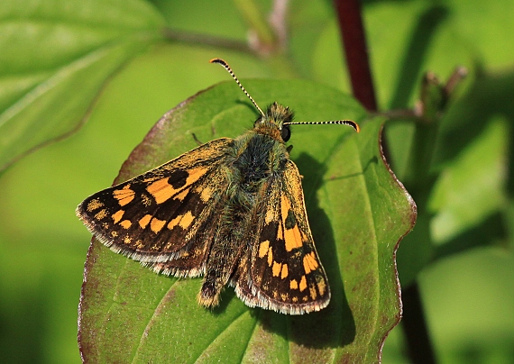 súmračník skorocelový  Carterocephalus palaemon