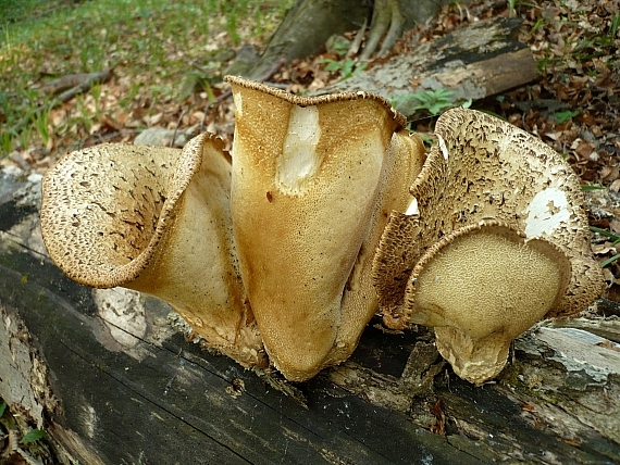 trúdnik šupinatý Cerioporus squamosus (Huds.) Quél.