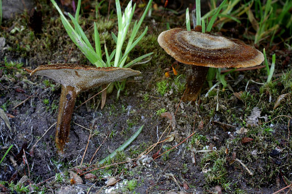 kožovník pásikavý Coltricia perennis (L.) Murrill