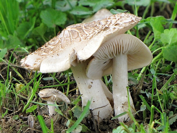 hodvábnica jarná - závojenka podtrnka Entoloma clypeatum (L.) P. Kumm.