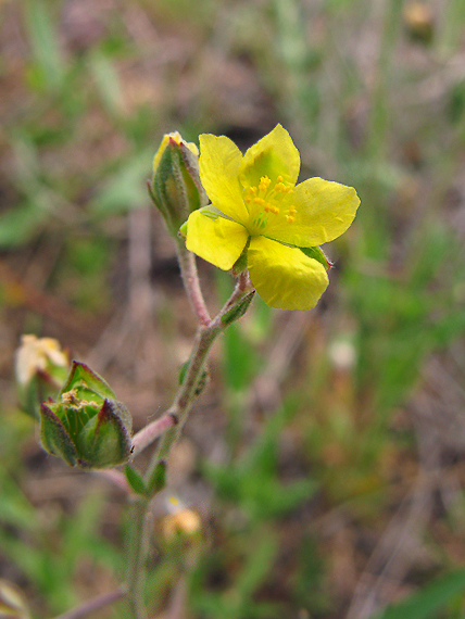 devätorník Helianthemum aegyptiacum