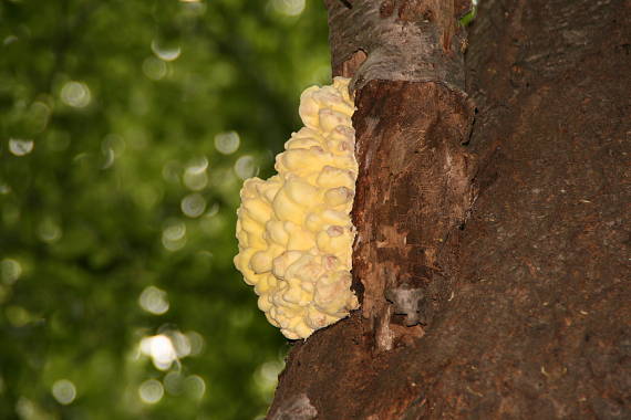 sírovec obyčajný Laetiporus sulphureus (Bull.) Murrill