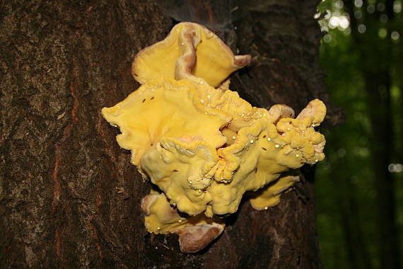 sírovec obyčajný Laetiporus sulphureus (Bull.) Murrill