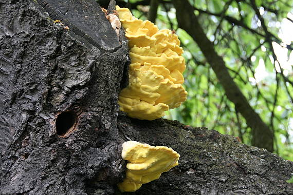 sírovec obyčajný Laetiporus sulphureus (Bull.) Murrill