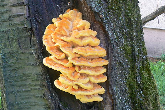 sírovec obyčajný Laetiporus sulphureus (Bull.) Murrill