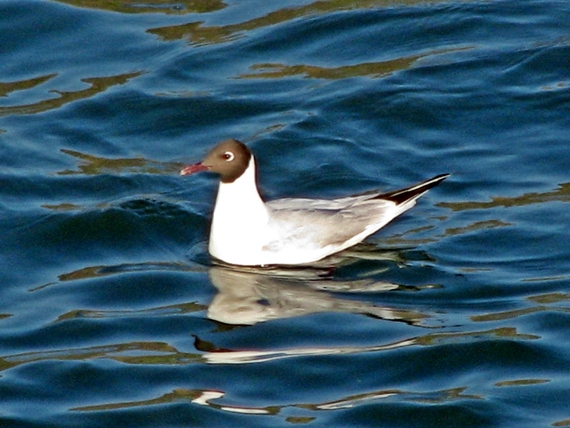 čajka smejivá Larus ridibundus