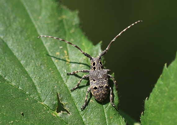 vrzúnik orechový Mesosa curculionoides