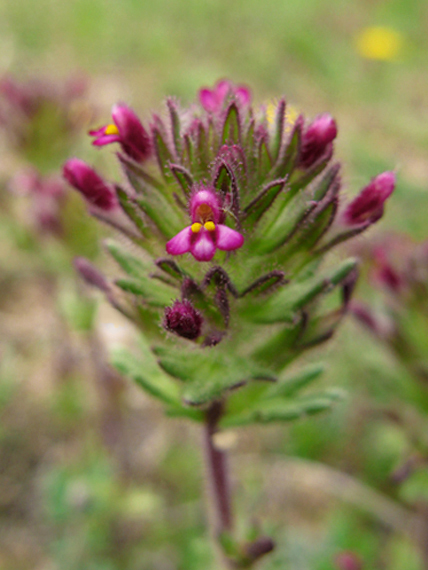 světličník širolistý Parentucellia latifolia (L.) Caruel