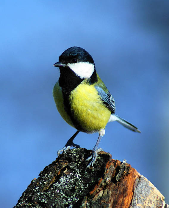 sýkorka bielolíca  Parus major