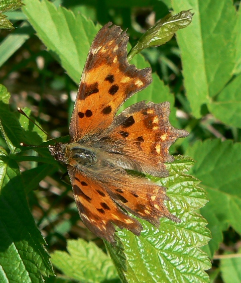 babôčka zubatokrídla Polygonia c-album