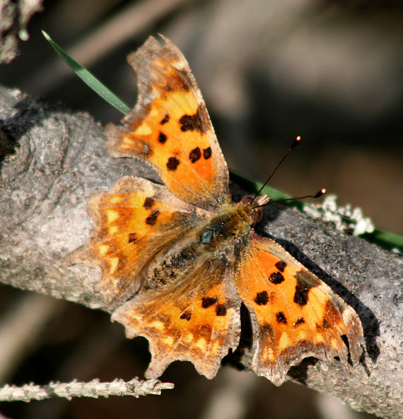 babočka zubatokrídla Polygonia c-album