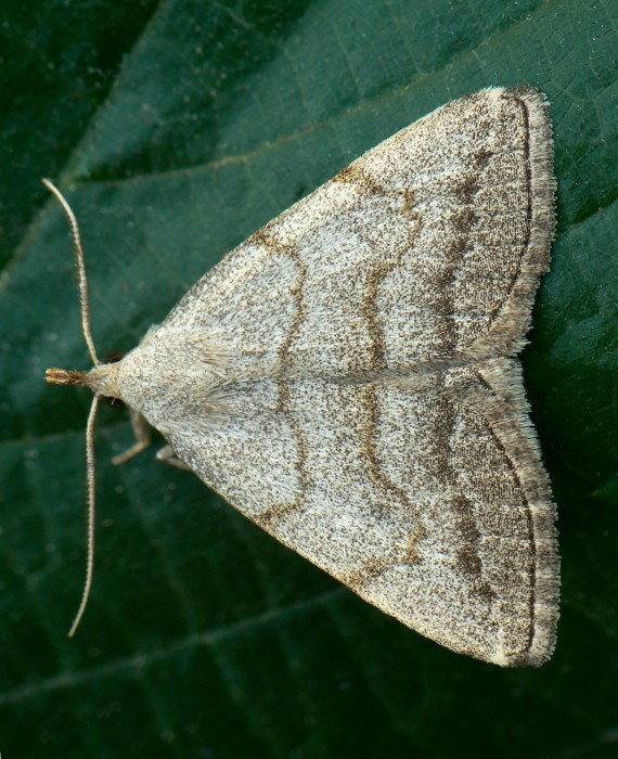 pamora dubová Polypogon strigilata  Linnaeus, 1758