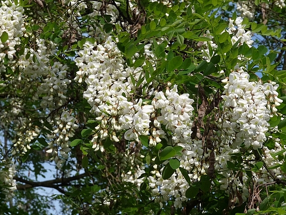 agát biely Robina pseudoacacia